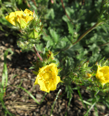 Potentilla gracilis