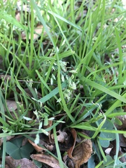 Poa