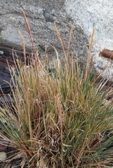 Poa flabellata