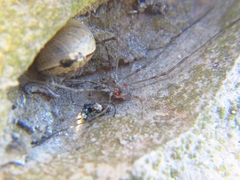 Phalangiinae