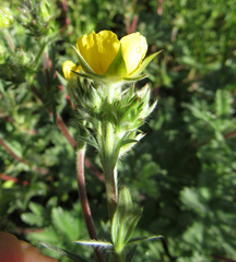 Potentilla gracilis