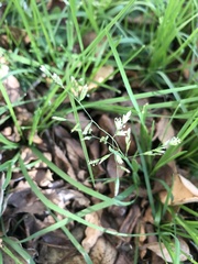 Poa