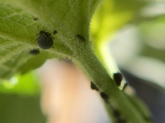 Aphis fabae