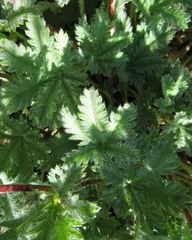 Potentilla gracilis