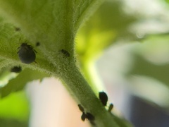 Aphis fabae
