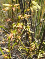 Erica daphniflora