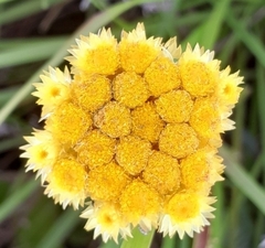 Helichrysum arenarium