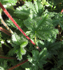 Potentilla gracilis