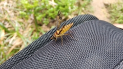 Tabanidae
