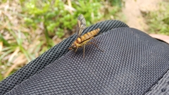 Tabanidae