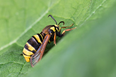 Sesia apiformis