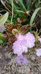 Zygopetalum