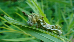Limenitis