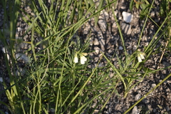 Onosma simplicissima