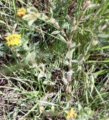 Lasiosiphon burchellii