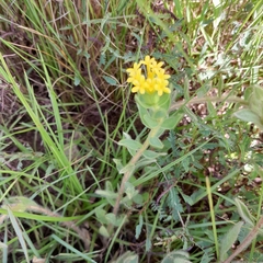 Lasiosiphon burchellii