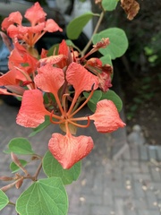 Bauhinia galpinii