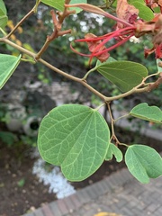 Bauhinia galpinii