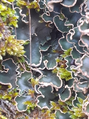 Peltigera malacea