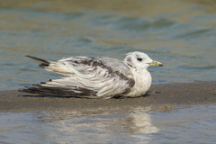 Rissa tridactyla pollicaris