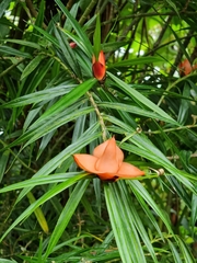 Freycinetia cumingiana