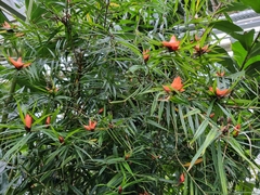 Freycinetia cumingiana
