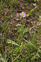 Erigeron glacialis glacialis