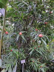 Freycinetia cumingiana