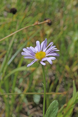Erigeron glacialis glacialis