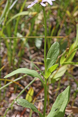 Erigeron glacialis glacialis