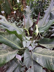 Anthurium martianum