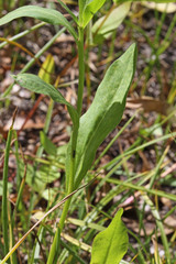 Erigeron glacialis glacialis