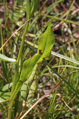 Erigeron glacialis glacialis