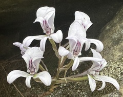 Disa harveyana