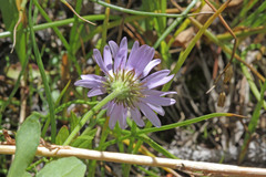 Erigeron glacialis glacialis