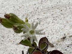 Silene crassifolia