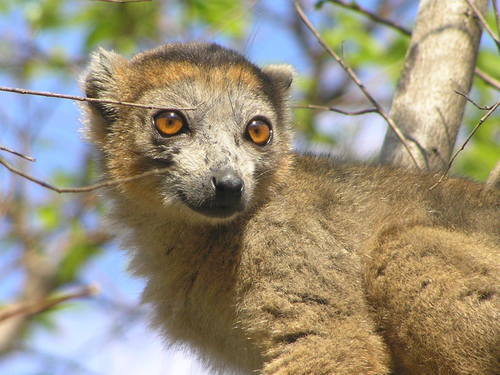 Crowned Lemur