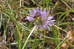 Erigeron glacialis glacialis