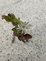 Silene crassifolia