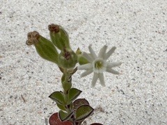 Silene crassifolia