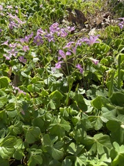 Oxalis debilis