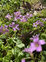 Oxalis debilis