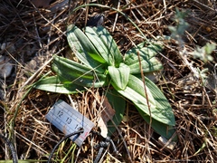 Ophrys sphegodes massiliensis