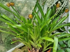 Aechmea calyculata
