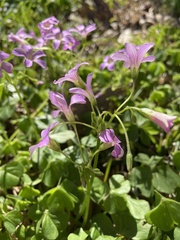 Oxalis debilis