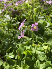 Oxalis debilis