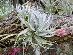 Tillandsia gardneri