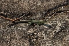 Microlophus indefatigabilis