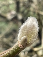 Magnolia denudata