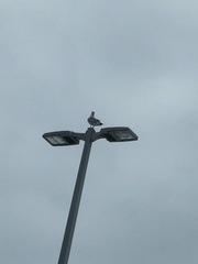 Larus delawarensis